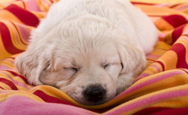 幼犬叫个不停怎么解决