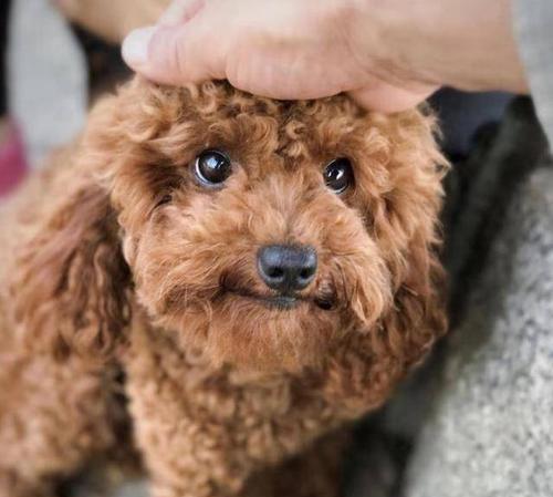 幼犬叫个不停怎么解决