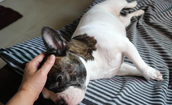 幼犬叫个不停怎么解决