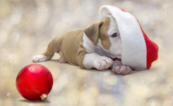 幼犬叫个不停怎么解决