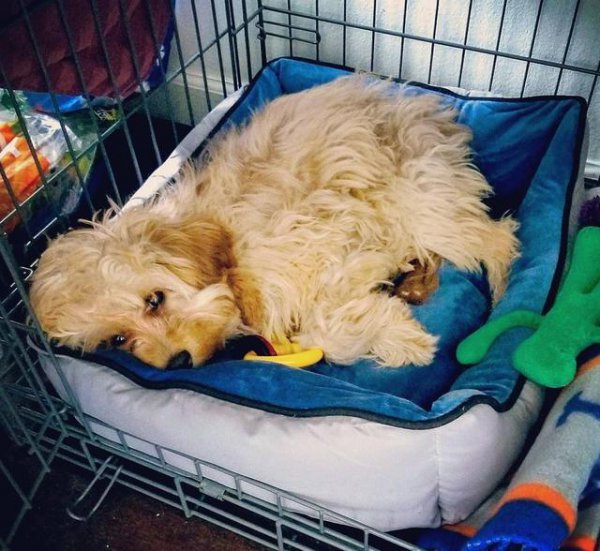 幼犬叫个不停怎么解决