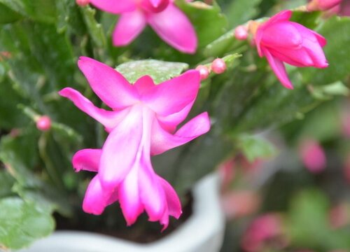 用什么养护蟹爪兰开花特别多