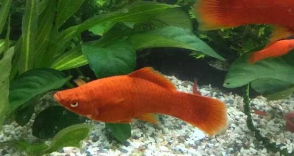 鱼缸养什么鱼最好养活