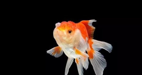 鱼缸养什么鱼最好养活