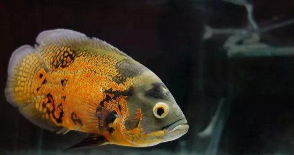 鱼缸养什么鱼最好养活