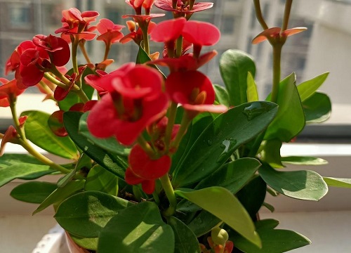 虎刺梅养护注意几个方面能避免死苗