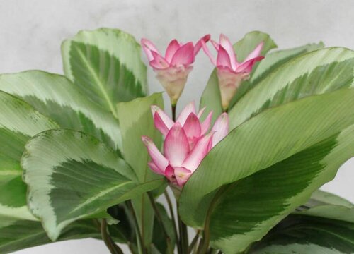 青莲竹芋的养殖方法和注意事项