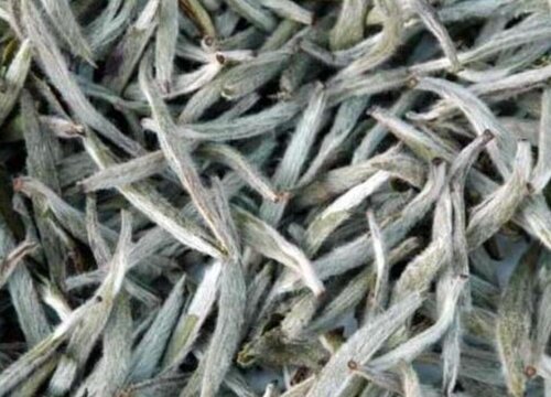 小白毫属于什么茶