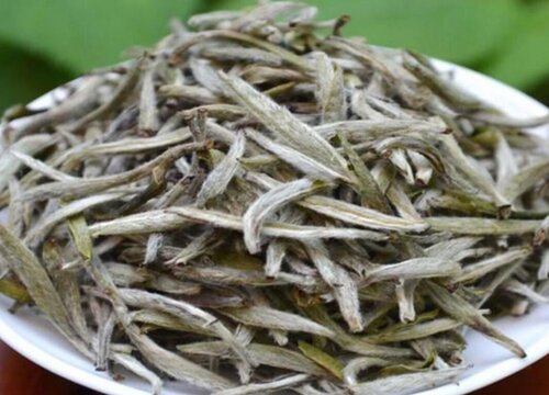 小白毫属于什么茶
