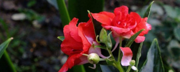 晒干的凤仙花如何保存更久