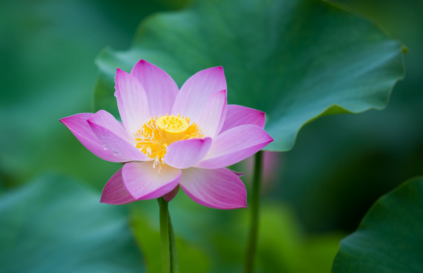 荷花别名有哪些