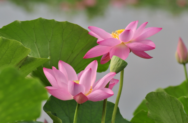 荷花别名有哪些