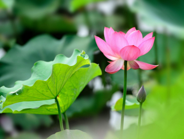 荷花别名有哪些