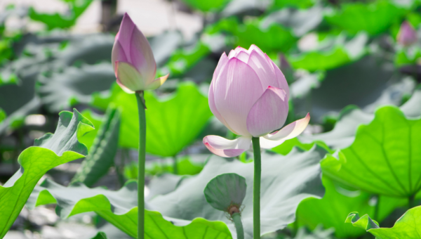 荷花别名有哪些