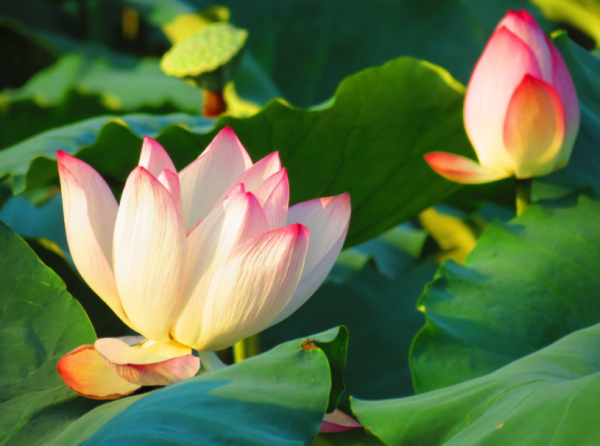 荷花别名有哪些