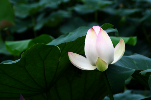 荷花别名有哪些