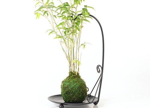 玉竹和黄精的区别