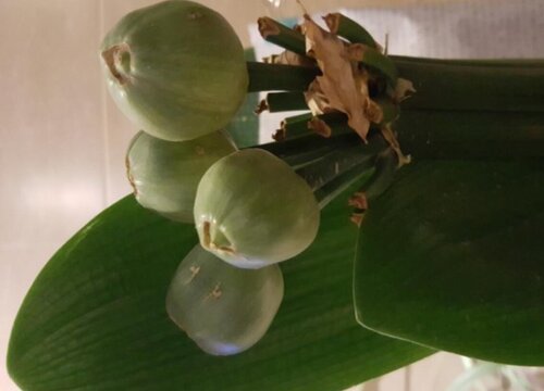 君子兰新叶歪斜严重是怎么回事