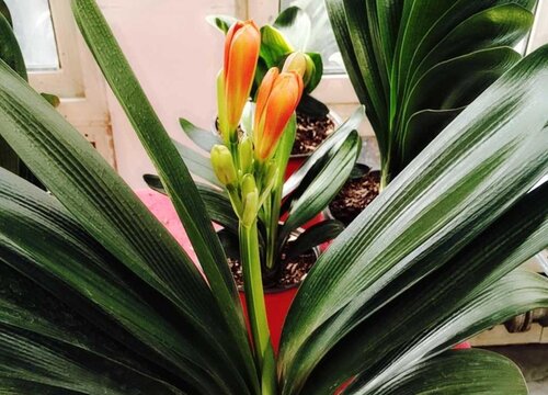 君子兰新叶歪斜严重是怎么回事