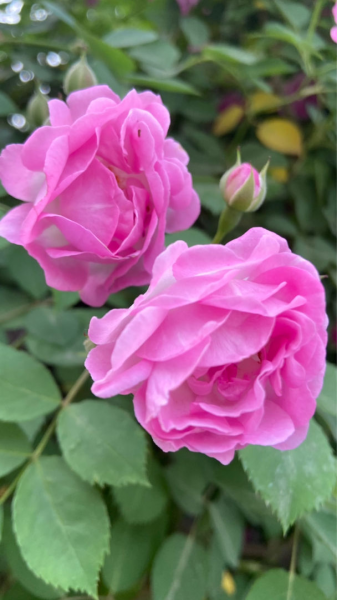 蔷薇花怎样扦插成活率高