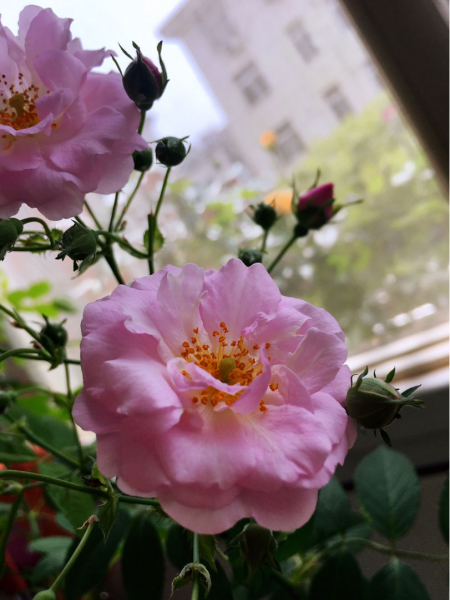 蔷薇花怎样扦插成活率高