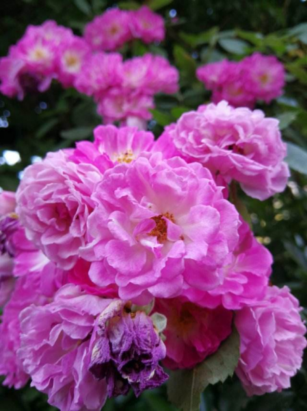 蔷薇花怎样扦插成活率高