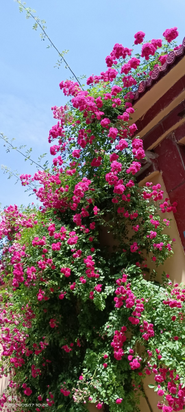 蔷薇花怎样扦插成活率高