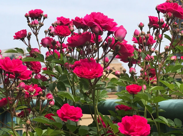 蔷薇花怎样扦插成活率高
