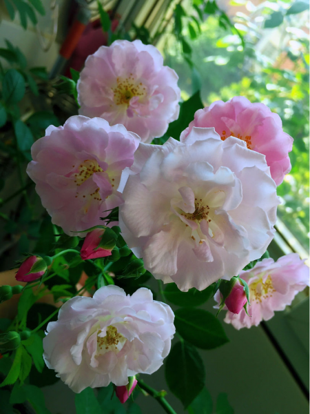 蔷薇花怎样扦插成活率高