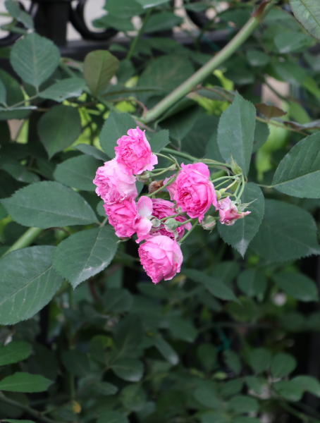 蔷薇花怎样扦插成活率高