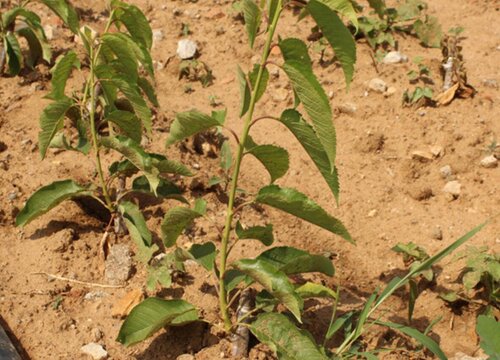 庭院种樱桃树好吗