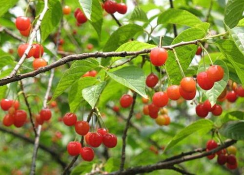 庭院种樱桃树好吗