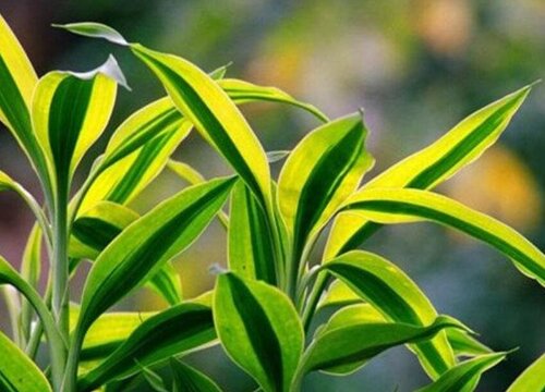 有利于健康的室内花卉