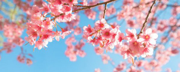 青岛樱花几月份开花