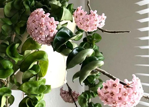 日本球兰开花有毒吗