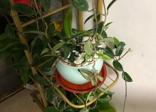 日本球兰开花有毒吗