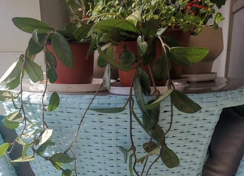 日本球兰开花有毒吗