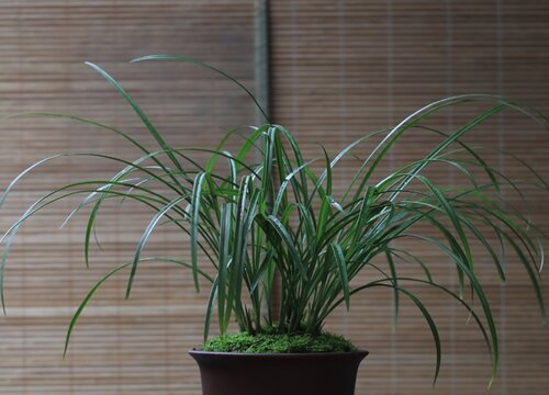 购买的兰花苗养一段时间就枯萎是什么原因