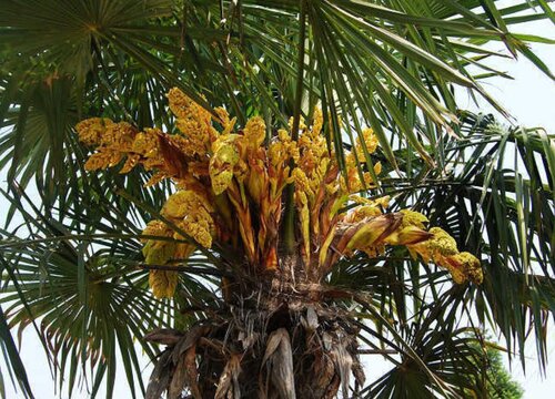 棕榈叶长什么样子图片