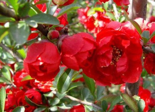 海棠花有多少品种