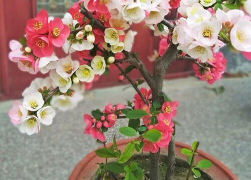 海棠花有多少品种