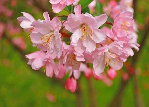 海棠花有多少品种