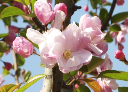 海棠花有多少品种