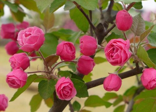 海棠花有多少品种