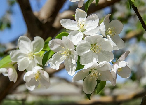 海棠花有多少品种