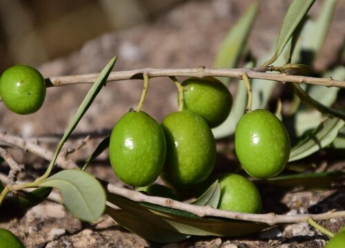 橄榄是热性还是凉性