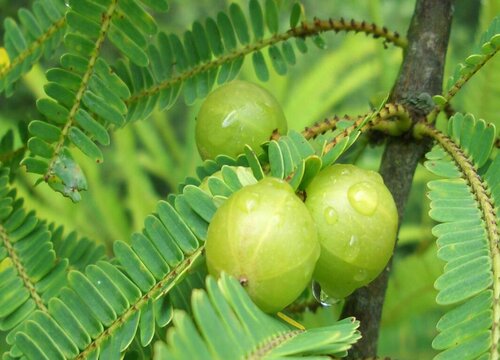 橄榄是热性还是凉性