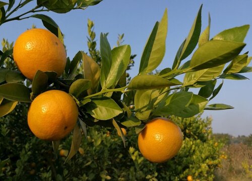 皇帝柑一年四季都有吗