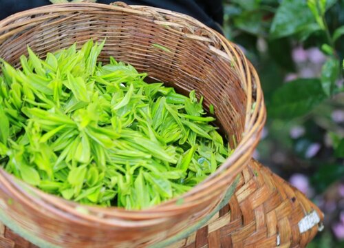 野茶属于什么茶叶品种