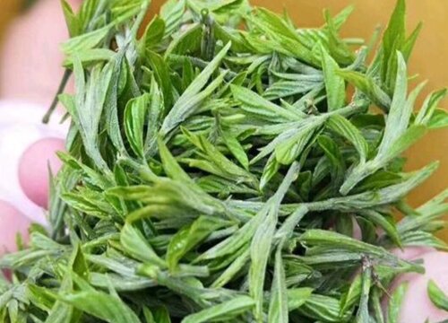 野茶属于什么茶叶品种